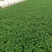山东国庆菊种植基地直发保质保量对接全国量大从优