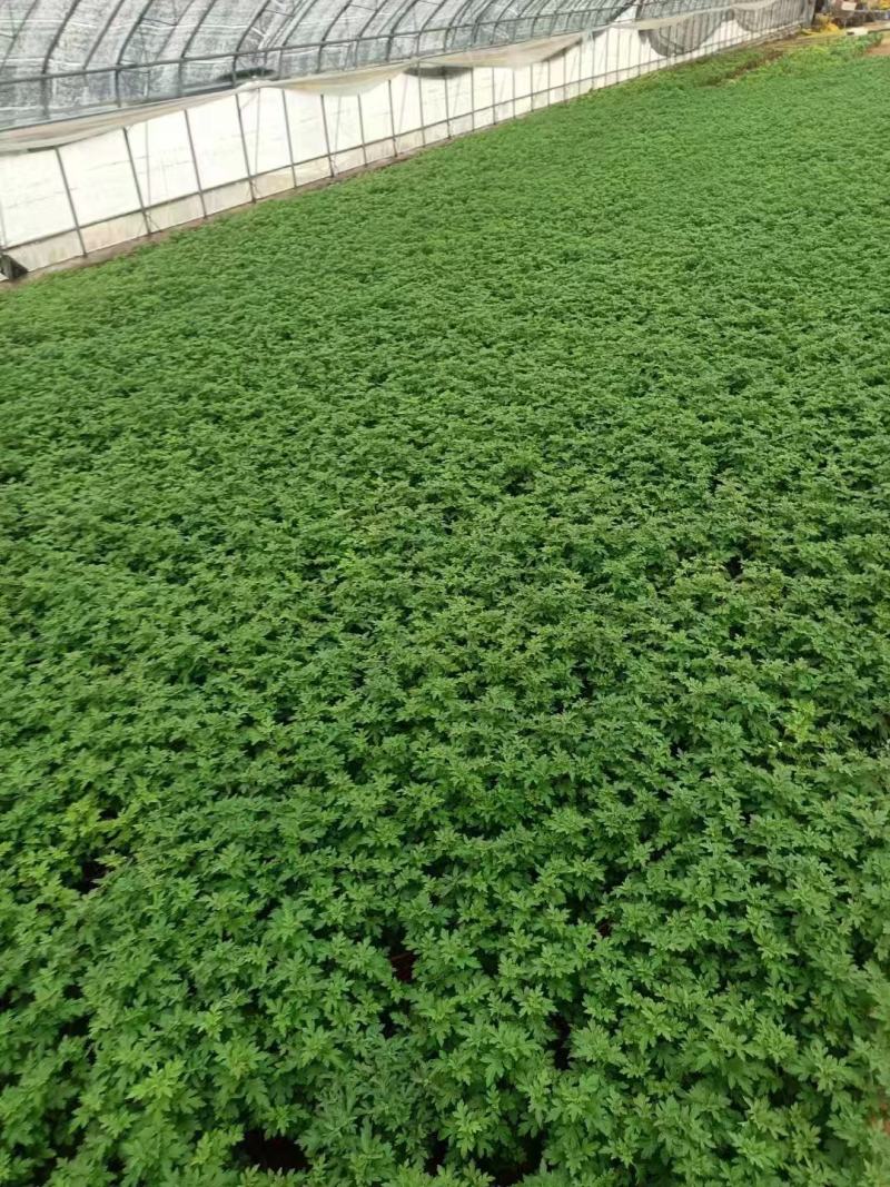 山东国庆菊种植基地直发保质保量对接全国量大从优