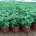 山东国庆菊种植基地直发保质保量对接全国量大从优