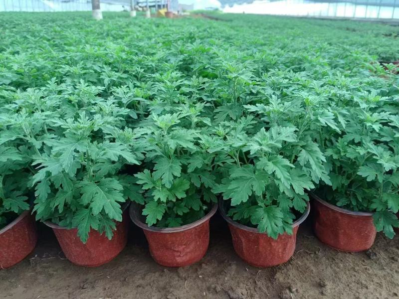 山东国庆菊种植基地直发保质保量对接全国量大从优