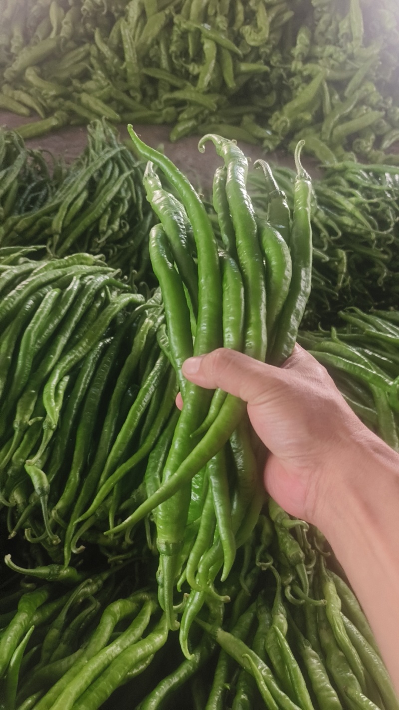 各种椒