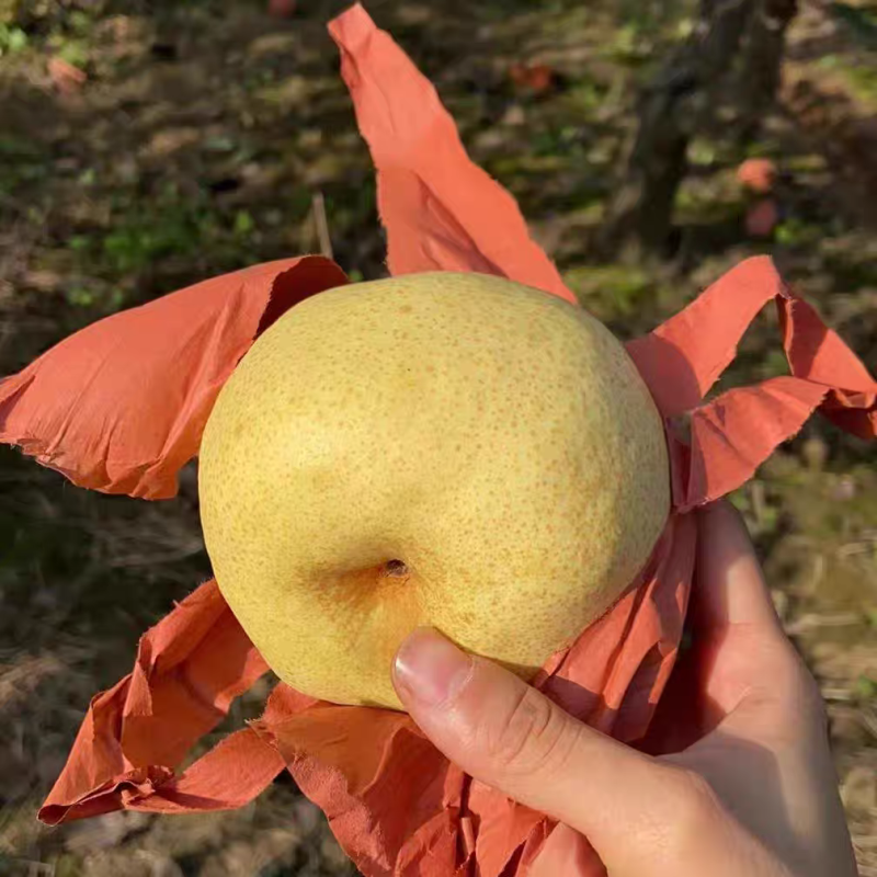【电商供应】陕西酥梨/蒲城酥梨/质量三包/全国代发代收