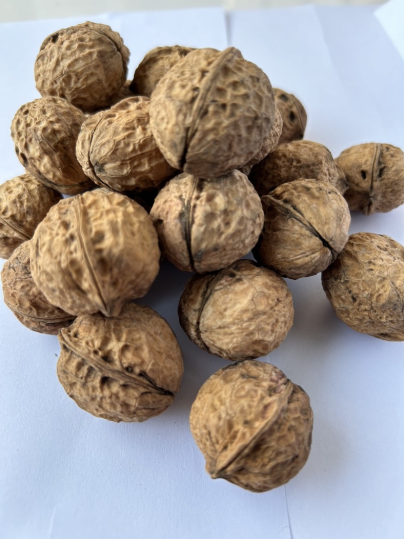 云南薄皮核桃，高海拔老树薄皮核桃，2024年新果