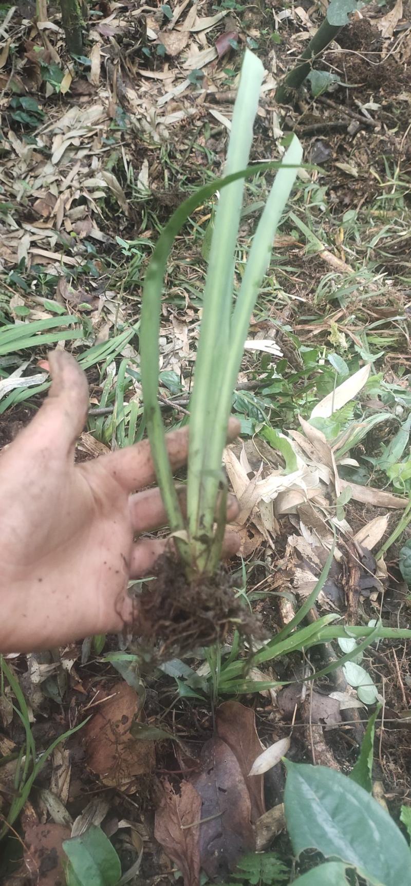 石菖蒲