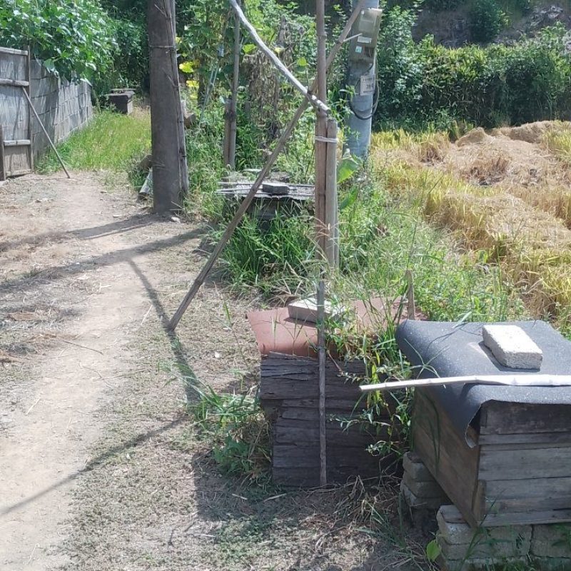深山纯蜂蜜