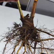双季莓，高产量，品种纯根细好好成活