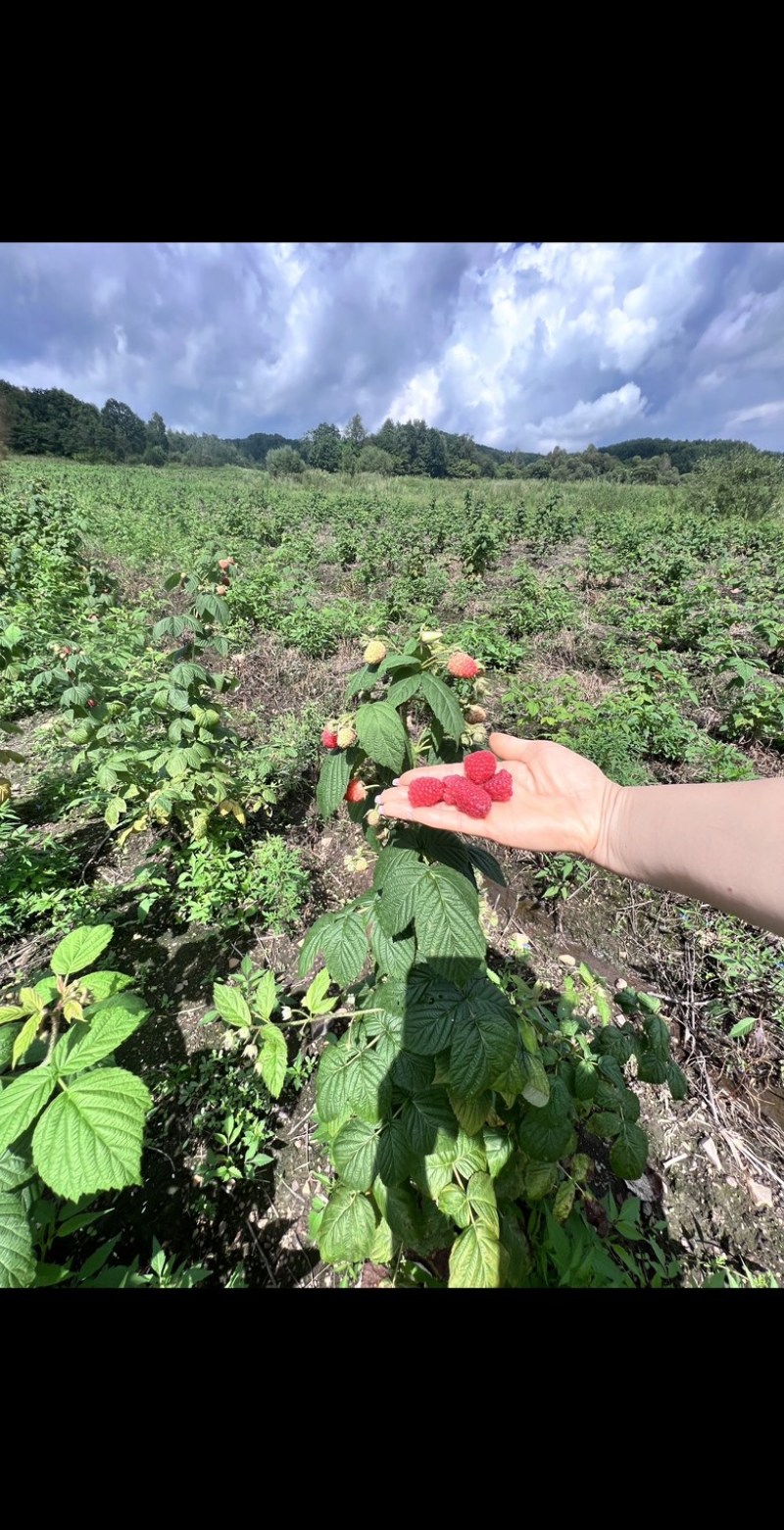 双季莓，高产量，品种纯根细好好成活