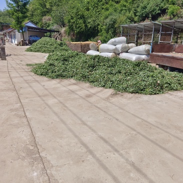 甘肃小圆叶淫羊藿质量好一手货源全国接单发货实力