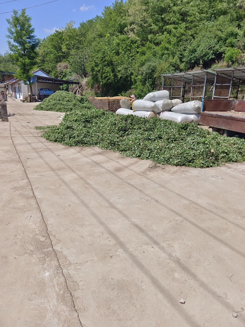 甘肃小圆叶淫羊藿质量好一手货源全国接单发货实力
