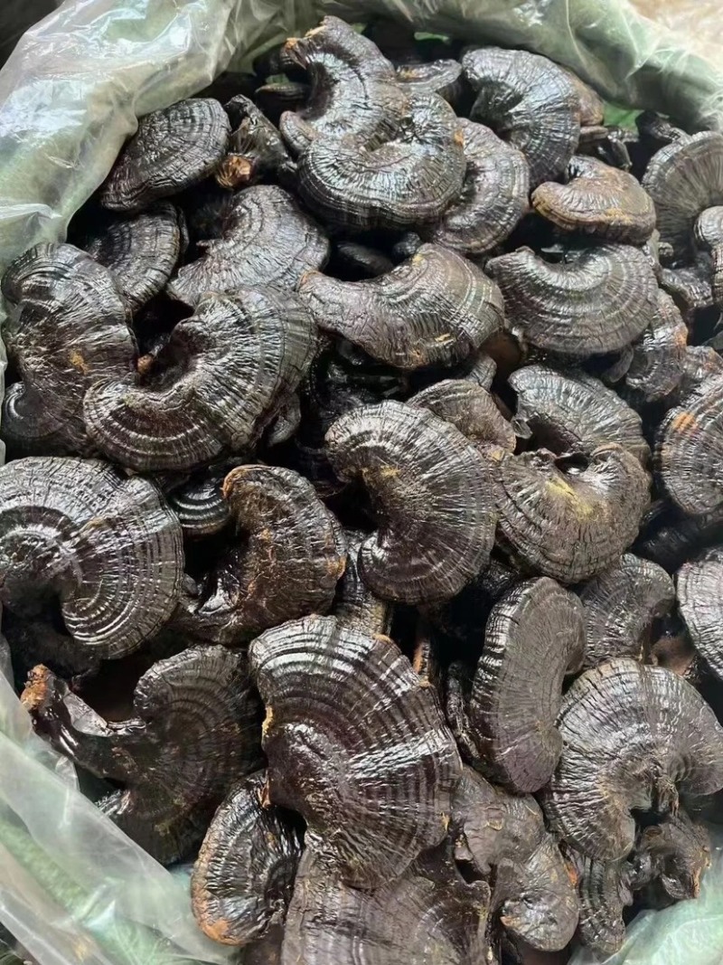 黑灵芝