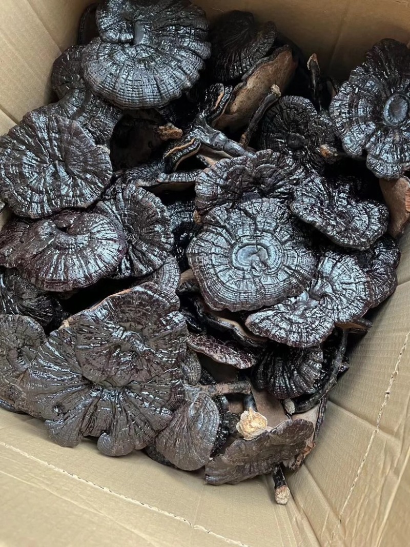 黑灵芝