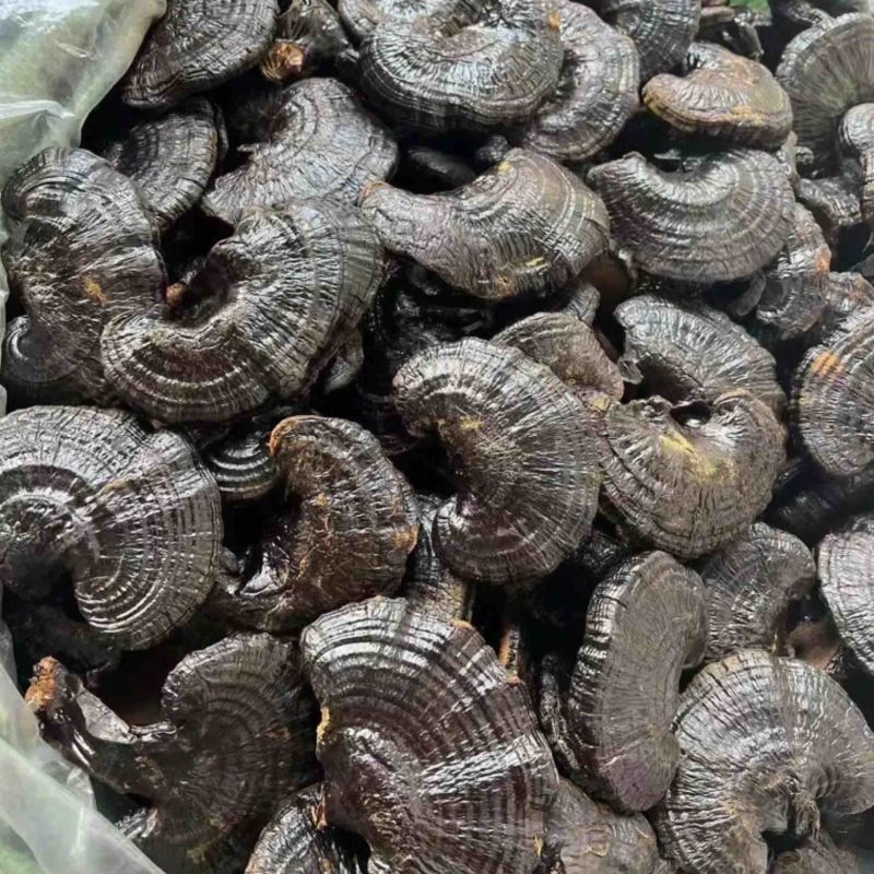 黑灵芝