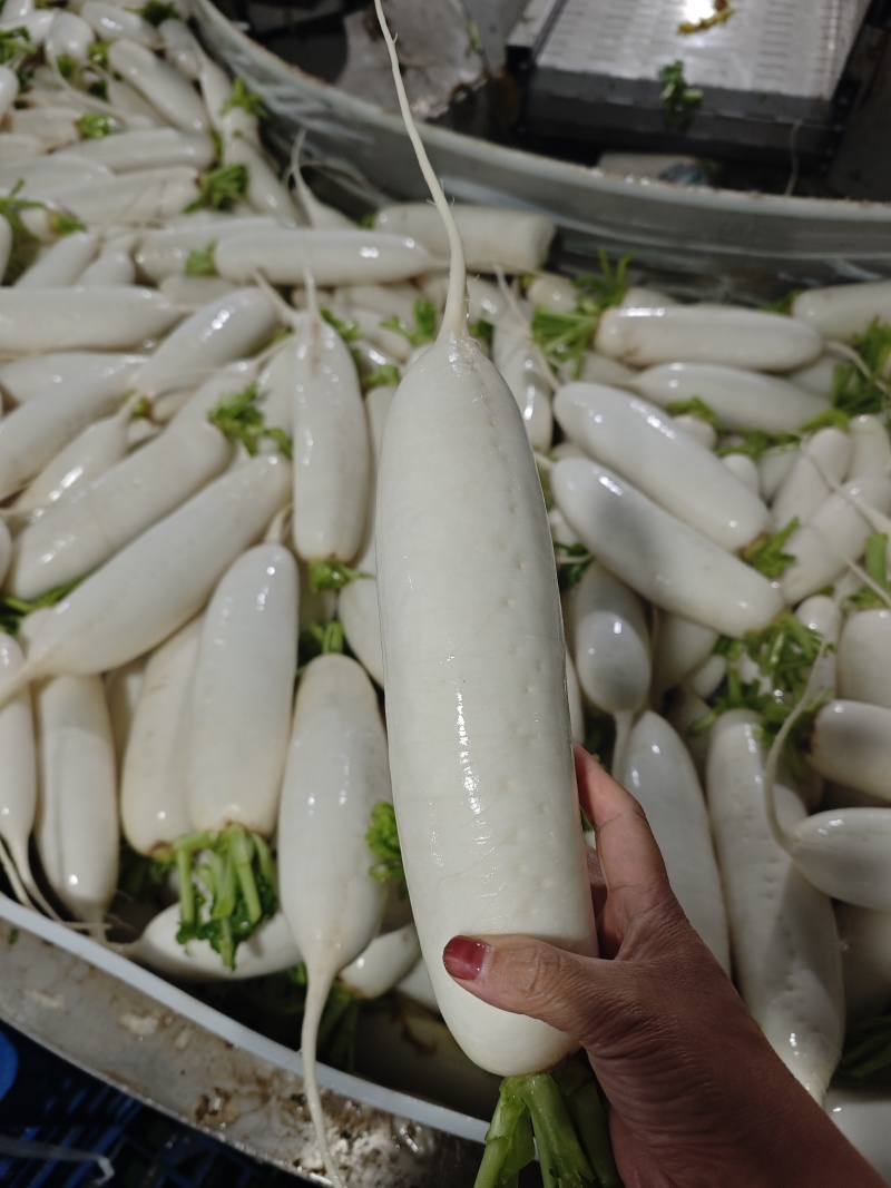 优质白萝卜代收代办河南货