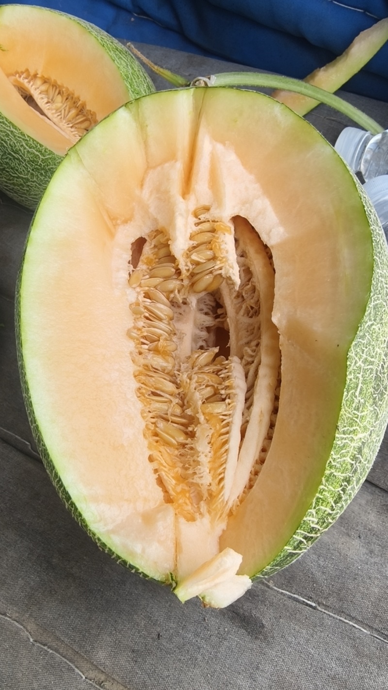 哈密瓜晓密25哈密瓜直供产地，口感特甜纹理漂亮，货源充足