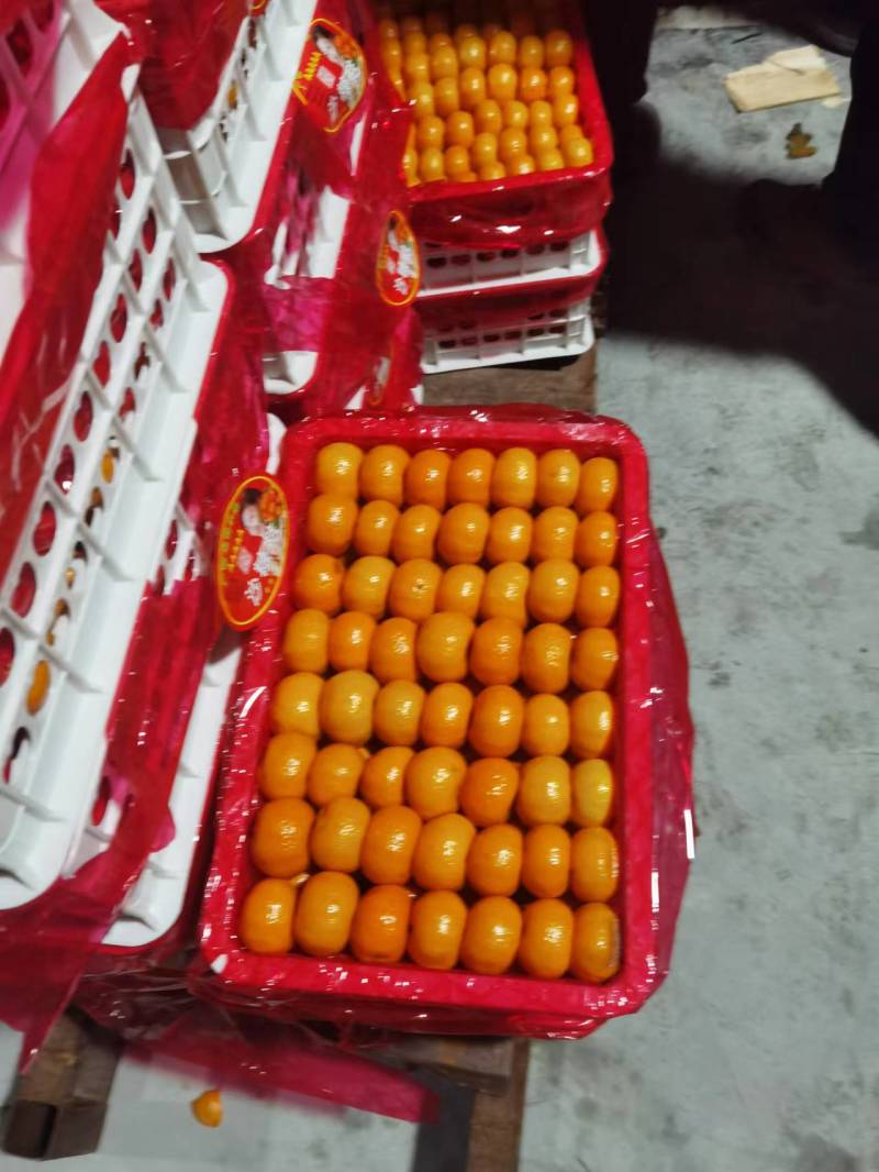 外贸出口请找我专业优质南丰蜜橘，对接出口