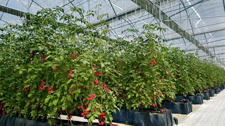 超市货架上的小番茄包装产品陈列图