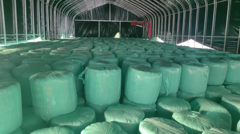 【精品草料】安徽玉米秸秆黄贮草料大量现货供应，诚信发货