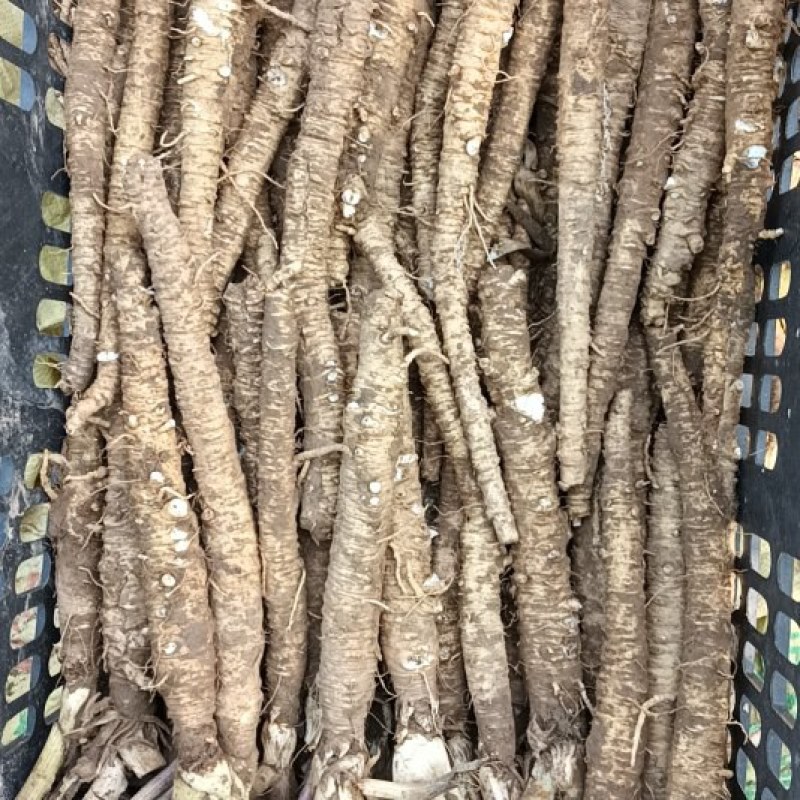 北沙参鲜货，干货批发