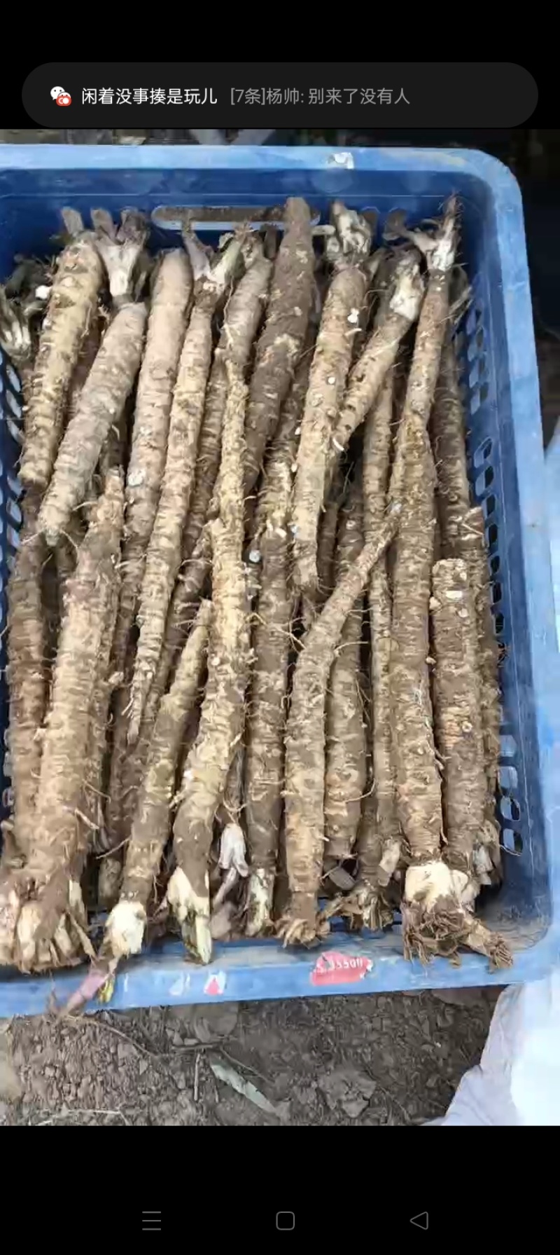 北沙参鲜货，干货批发