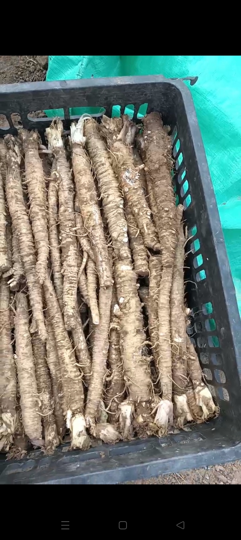 北沙参鲜货，干货批发