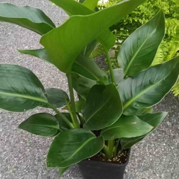 福建基地直销盆栽植物天堂鸟