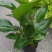 福建基地直销盆栽植物天堂鸟