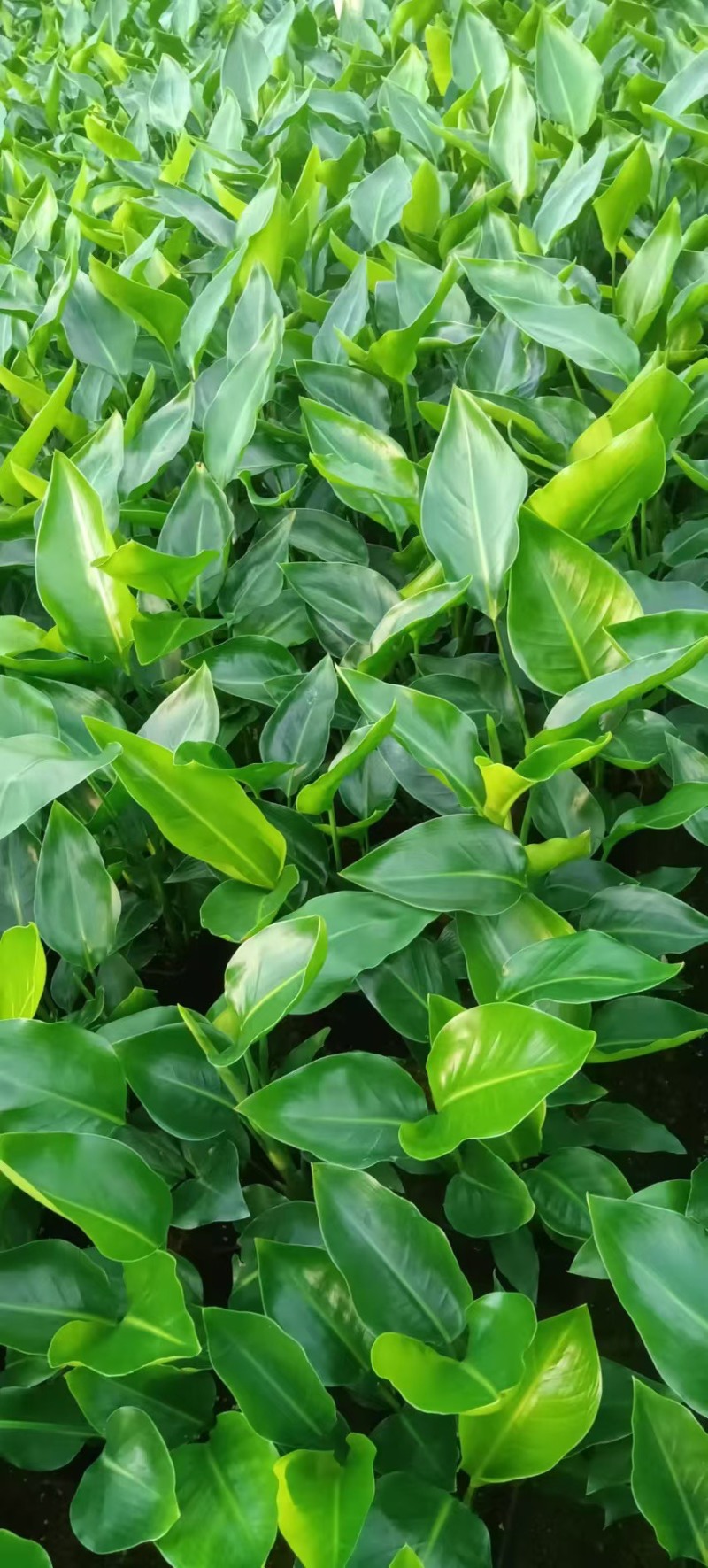 福建基地直销盆栽植物天堂鸟