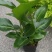 福建基地直销盆栽植物天堂鸟