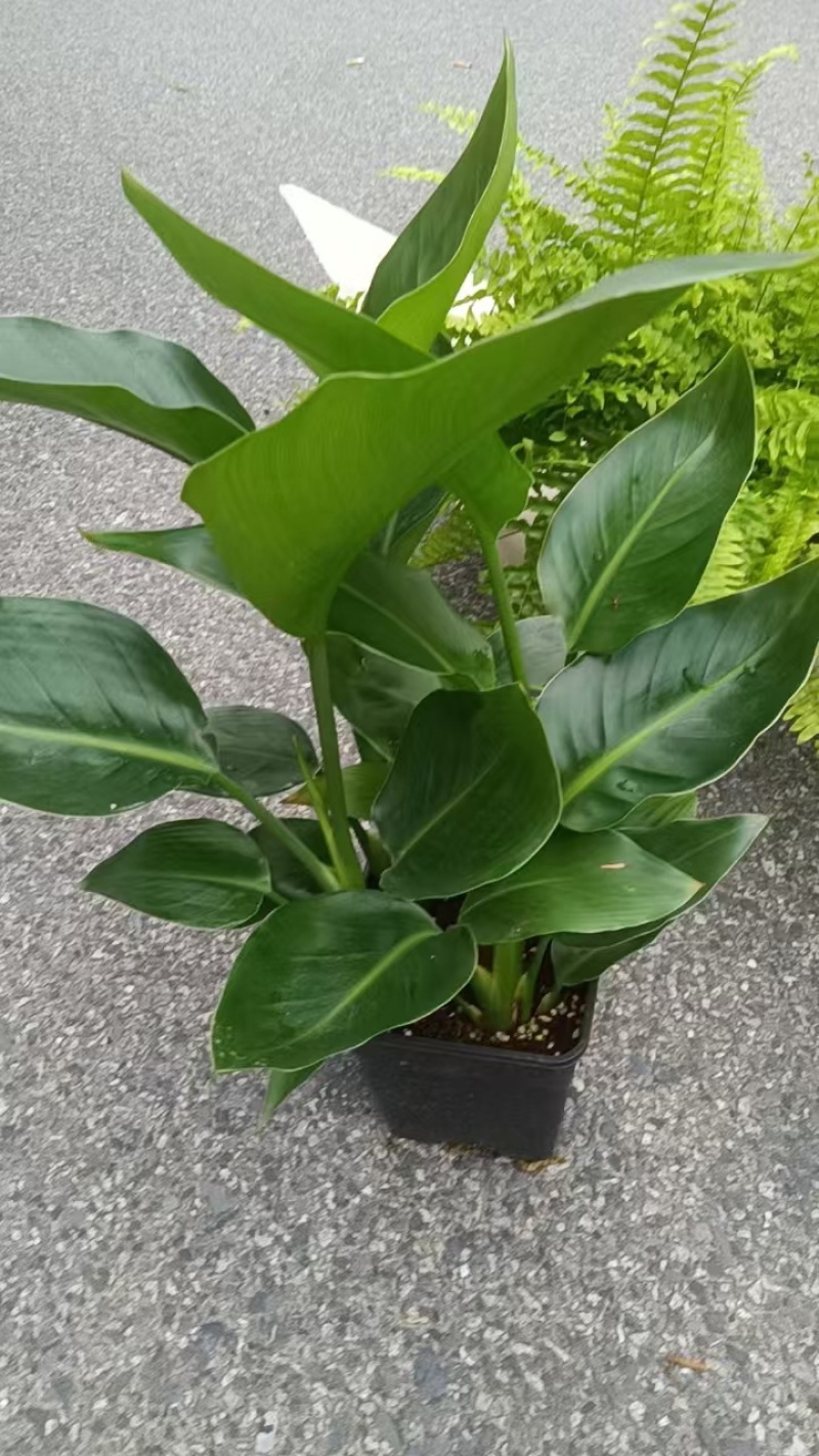 福建基地直销盆栽植物天堂鸟