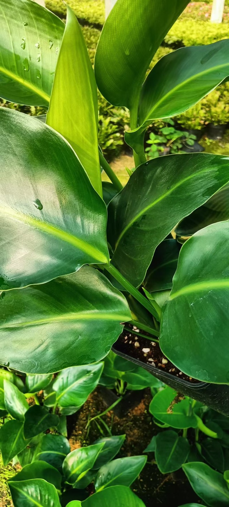 福建基地直销盆栽植物天堂鸟