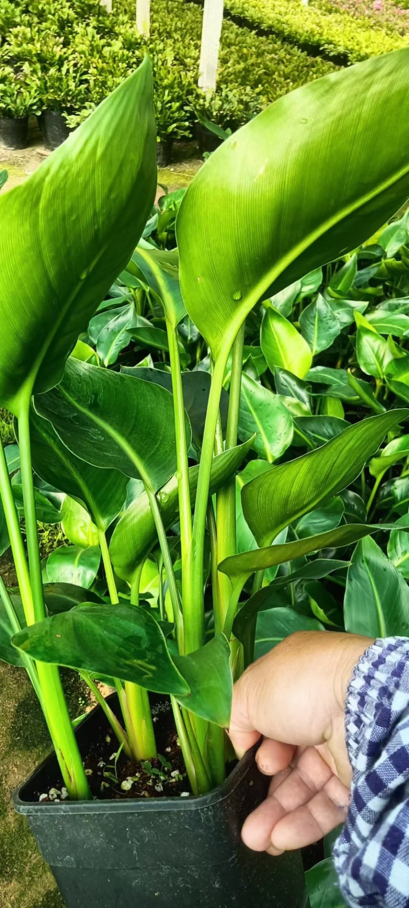 福建基地直销盆栽植物天堂鸟