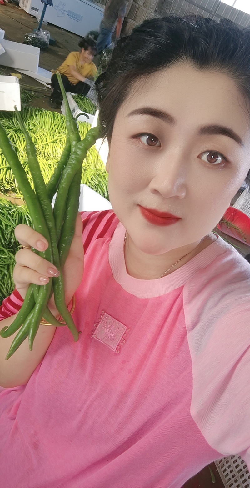【山东线椒】山东费县精品线椒软皮八号线椒条形顺直货量大
