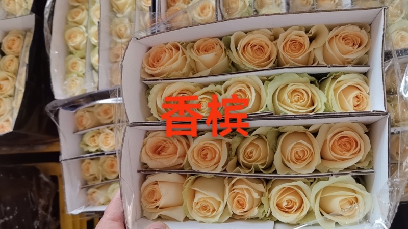 各种彩枚