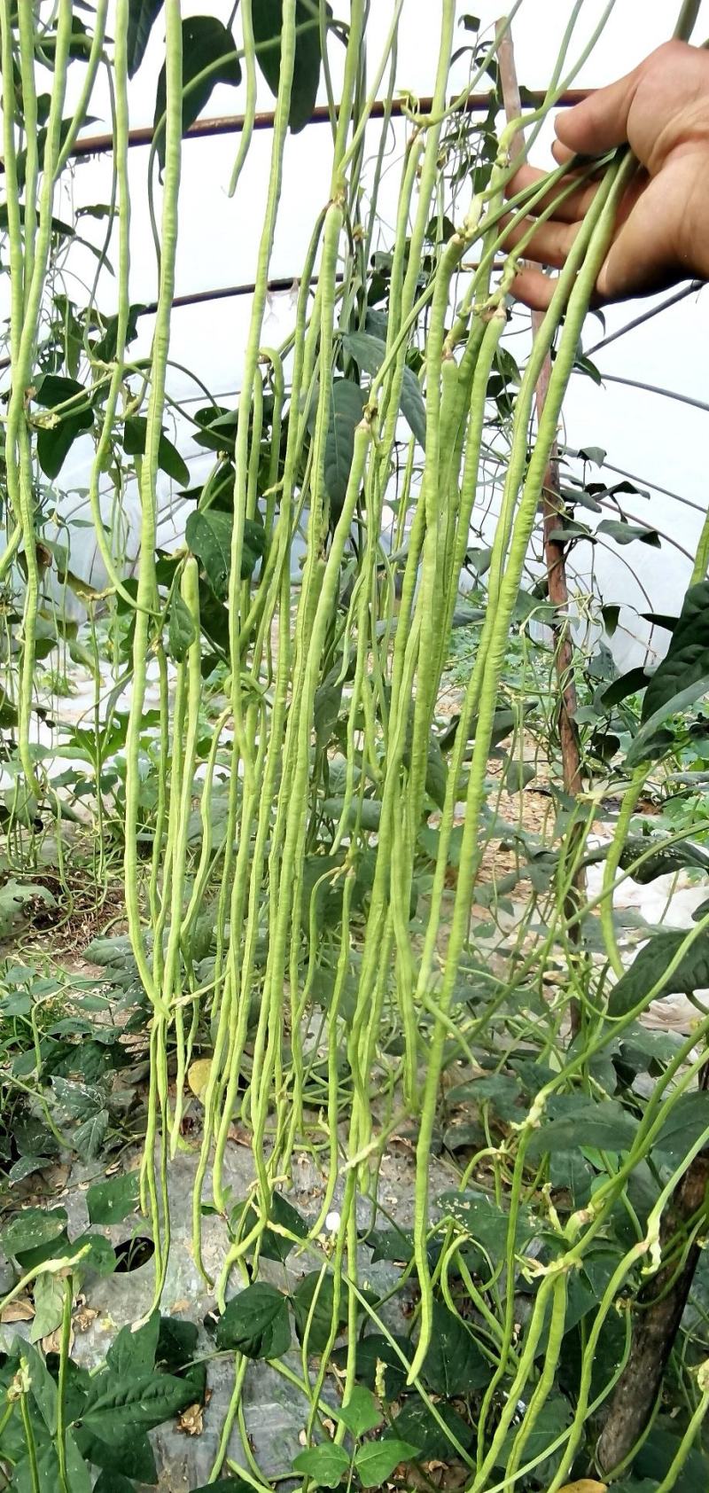 豇豆种子帝王绿白籽白花翠绿色厚肉长豇豆80厘米春夏秋
