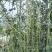 豇豆种子帝王绿白籽白花翠绿色厚肉长豇豆80厘米春夏秋