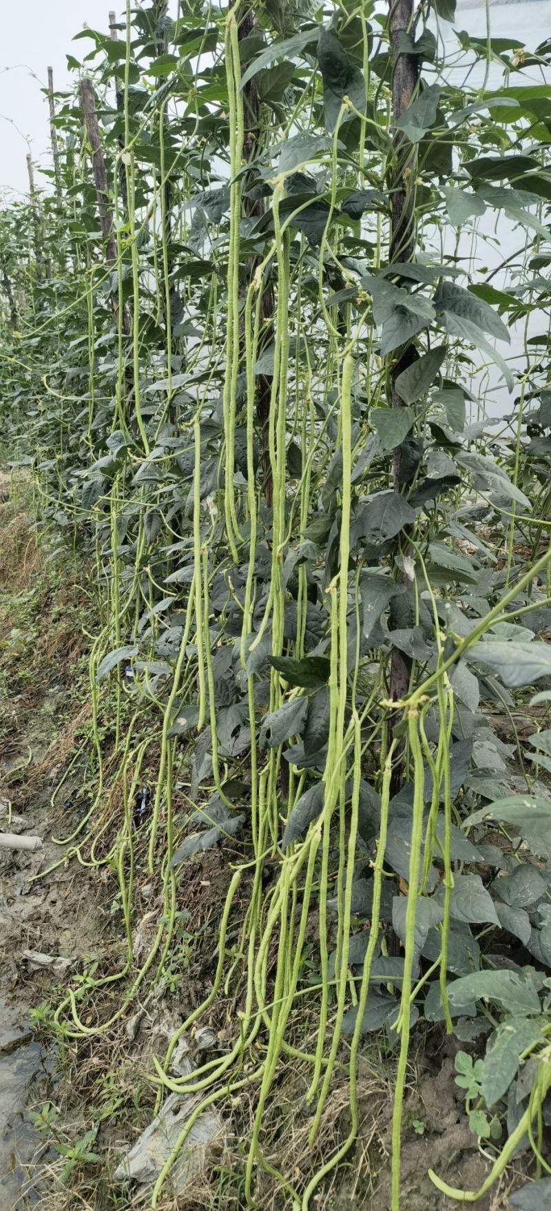 豇豆种子帝王绿白籽白花翠绿色厚肉长豇豆80厘米春夏秋