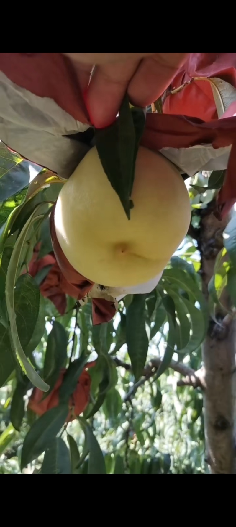 金秋红蜜