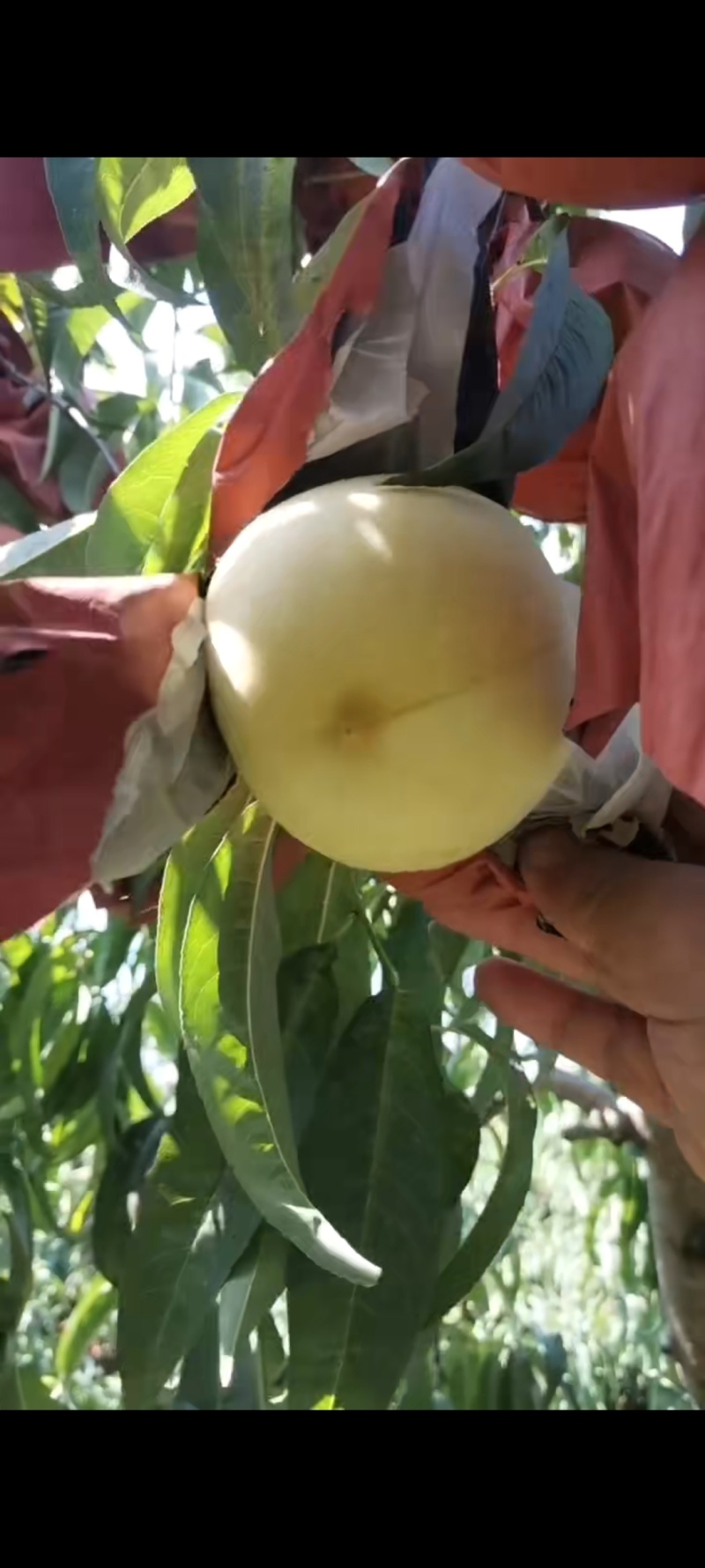 金秋红蜜