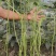 豇豆种子帝王绿白籽白花翠绿色厚肉长豇豆80厘米春夏秋