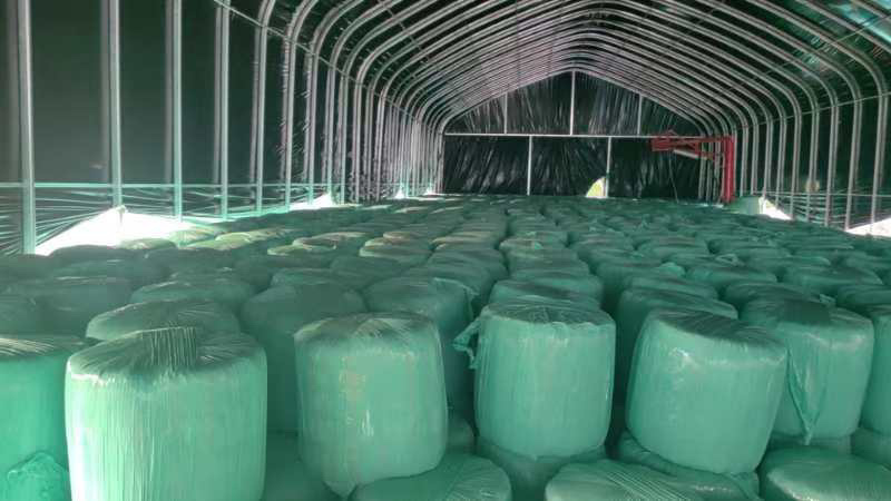 【安徽黄贮草料】玉米秸秆草料大量现货供应，欢迎来电订购
