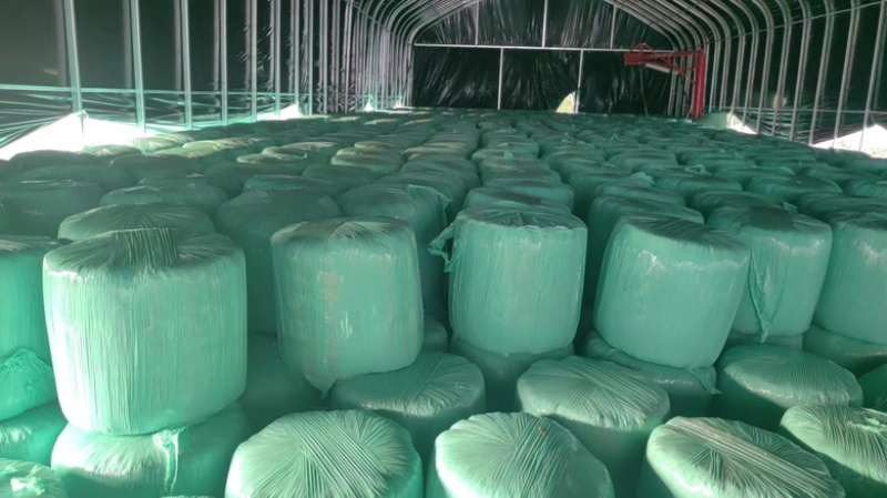 【安徽黄贮草料】玉米秸秆草料大量现货供应，欢迎来电订购
