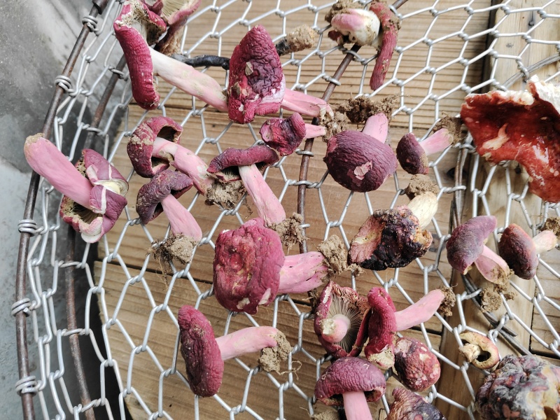 纯正野生红菇吃了的顾客100%回购率！