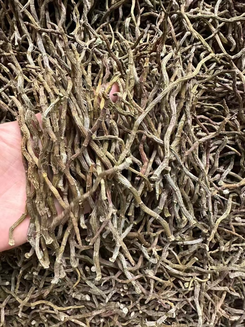 铁皮石斛芽条现货供应一手货源全化渣对接全国电商批发商