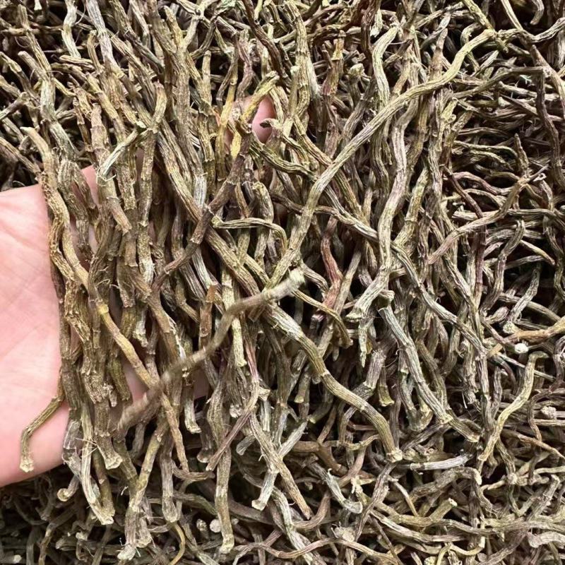 铁皮石斛芽条现货供应一手货源全化渣对接全国电商批发商