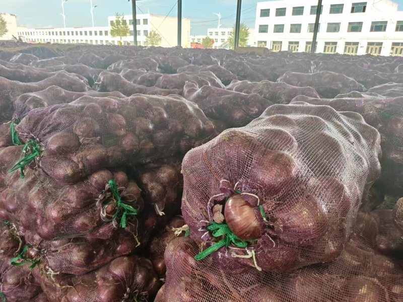 精品红皮洋葱品质好货源充足/商超电商批发/代发全国