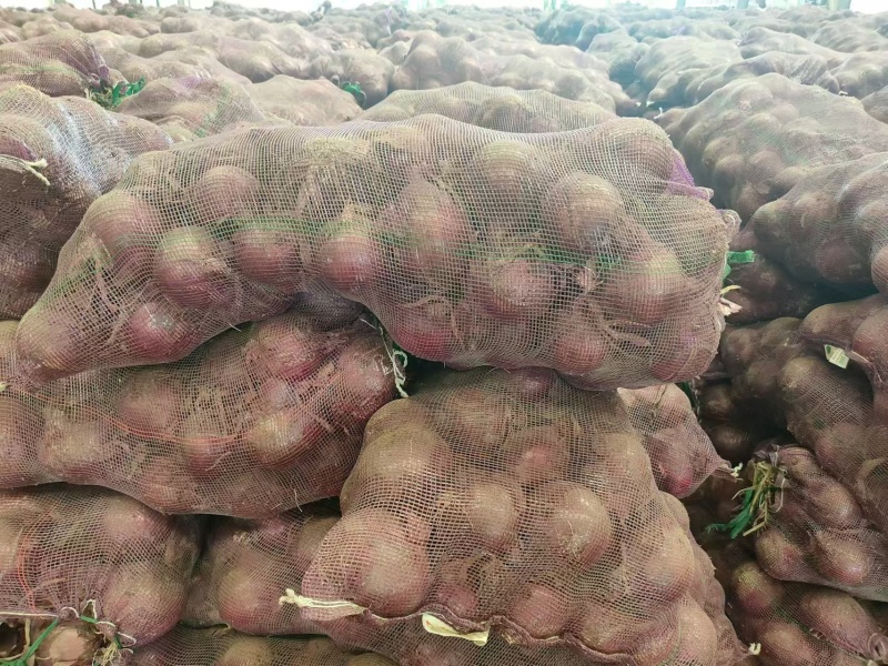 精品红皮洋葱品质好货源充足/商超电商批发/代发全国