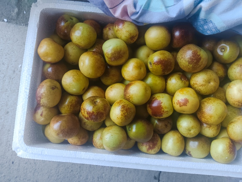 沾化冬枣