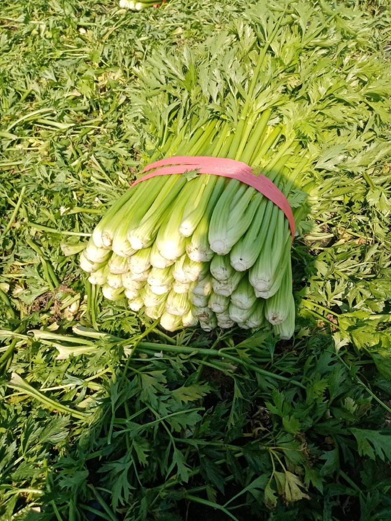 芹菜没有叶斑病，没有烂根烂叶，保证质量信，信誉第一。