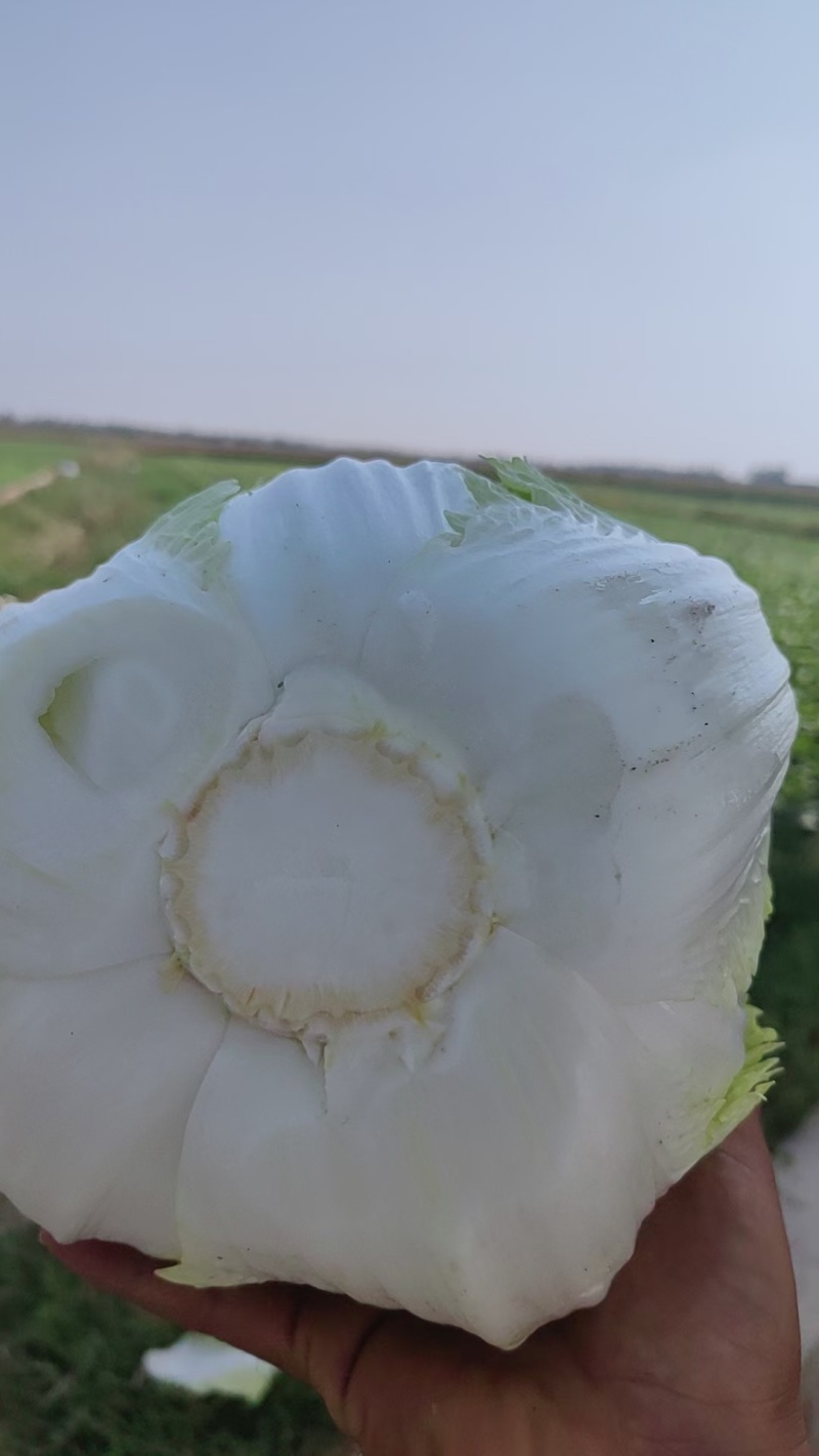 精品白菜