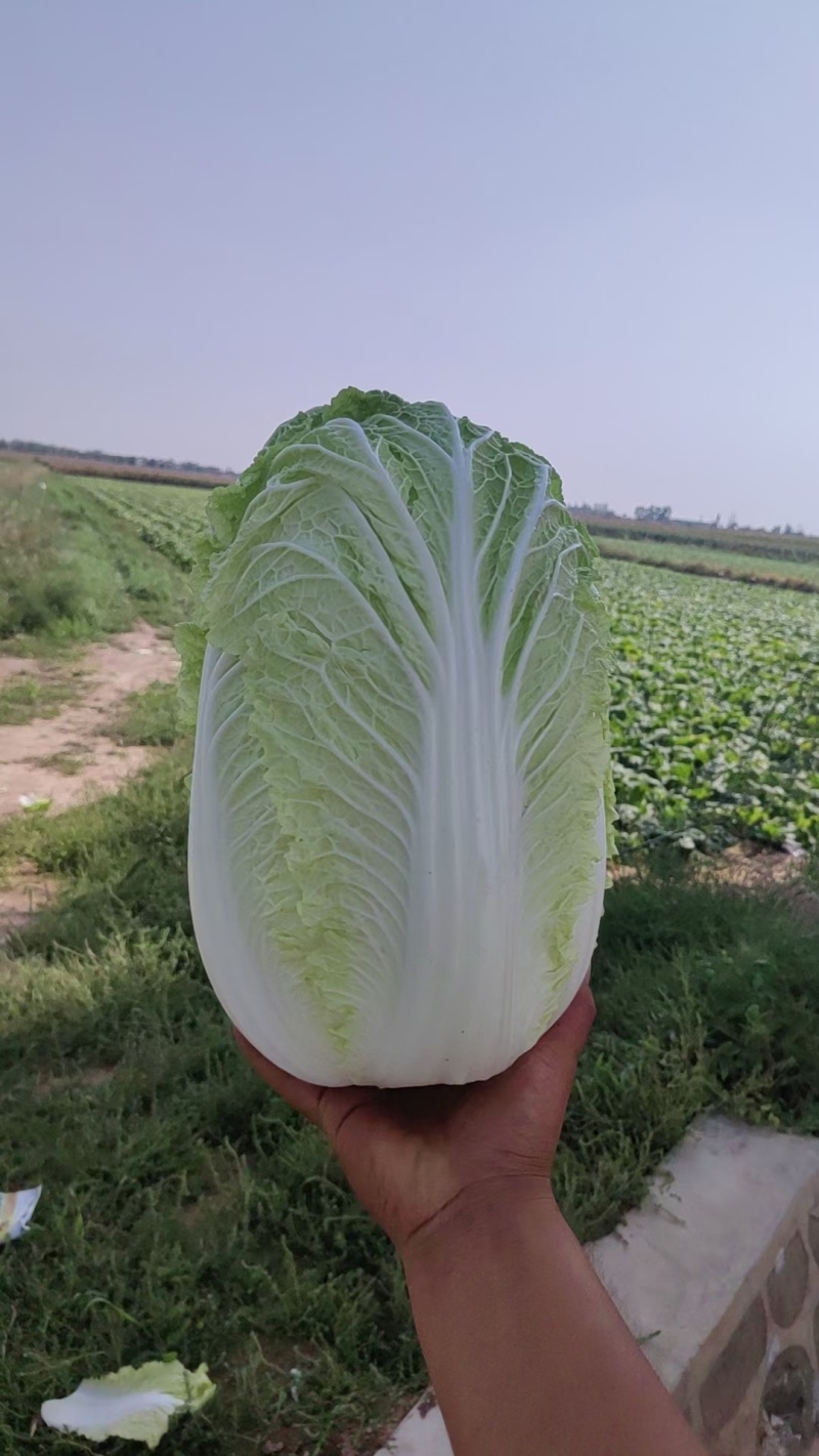 精品白菜